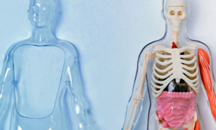 Anatomical model of a human body