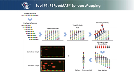 Webinar: Antibody Validation and Cross-Reactivity Analysis by High-Density Peptide Microarrays