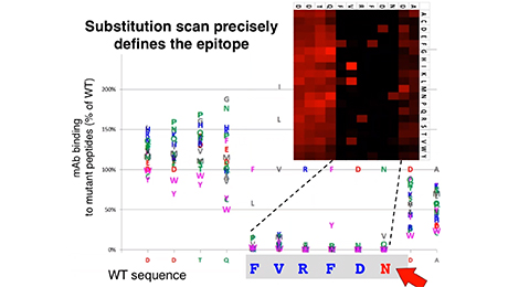 Webinar: Antibody Epitopes and Protein Conformation